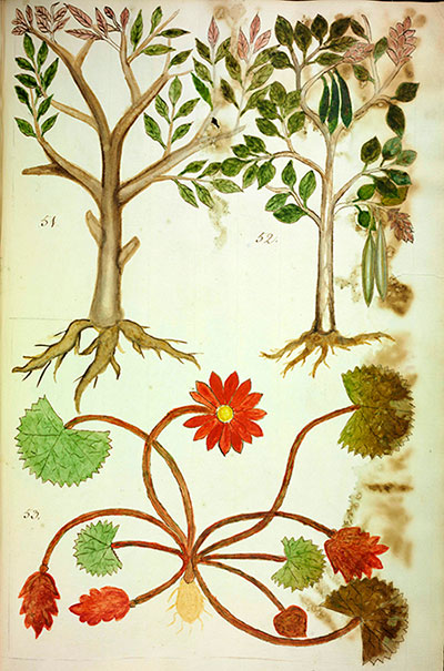 Desenhos de plantas indianas