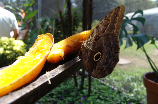 Fiocruz cria Jardim das Borboletas no campus de Manguinhos