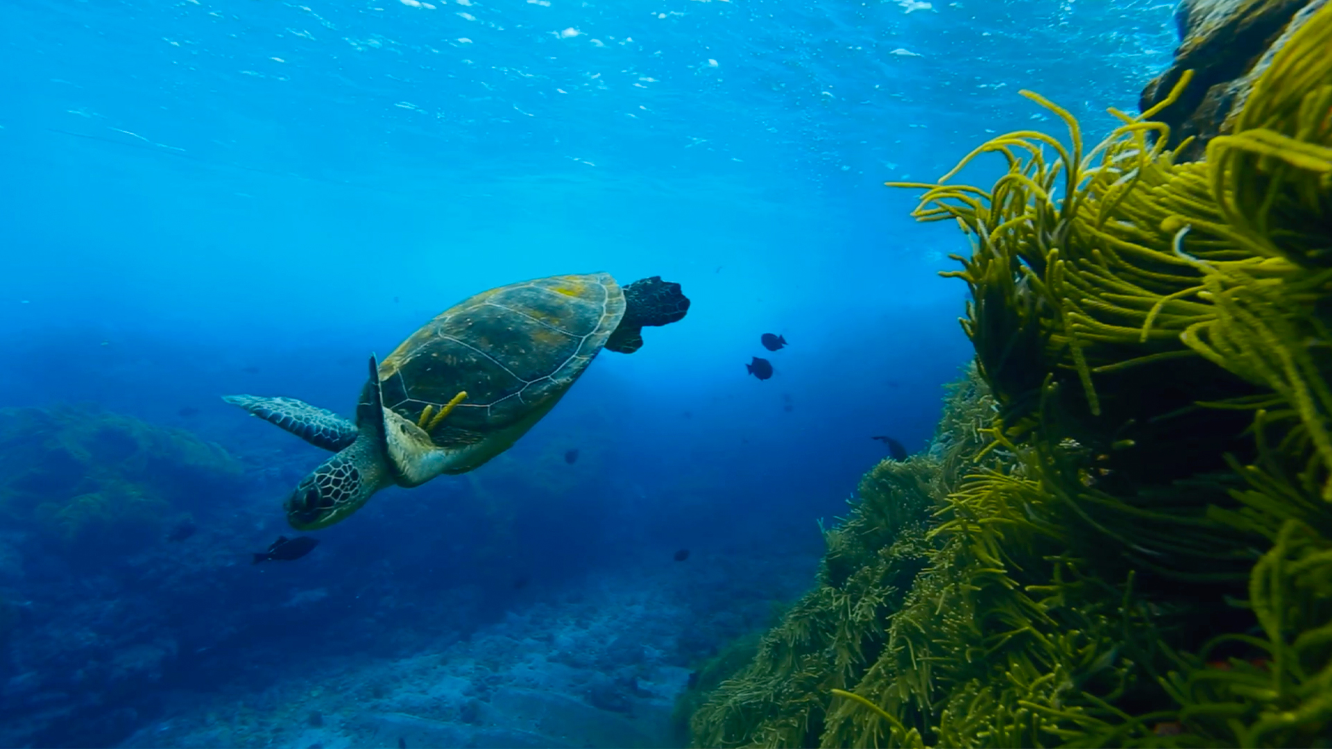 Série produzida por COC/Fiocruz, TV Brasil e ICMBio vence Prêmio TAL 2024